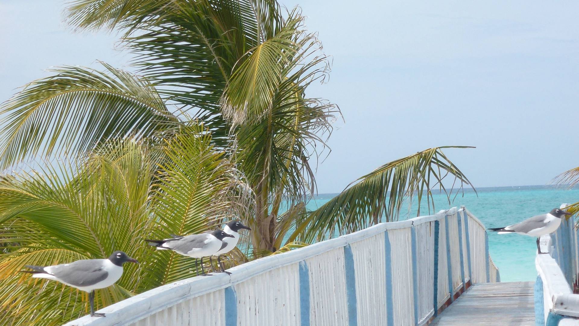 Boulevard Malecón, Cuba